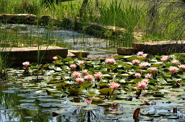 Clark Gardens Botanical Park
