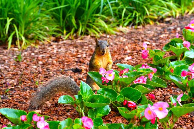Dallas Arboretum and Botanical Garden