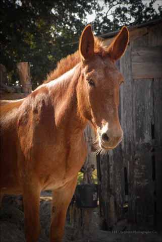 Dixie Dude Ranch
