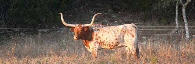 Destination Dripping Springs