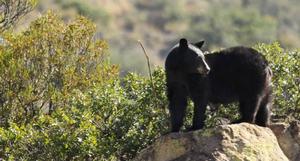 Chisos Mountains Lodge