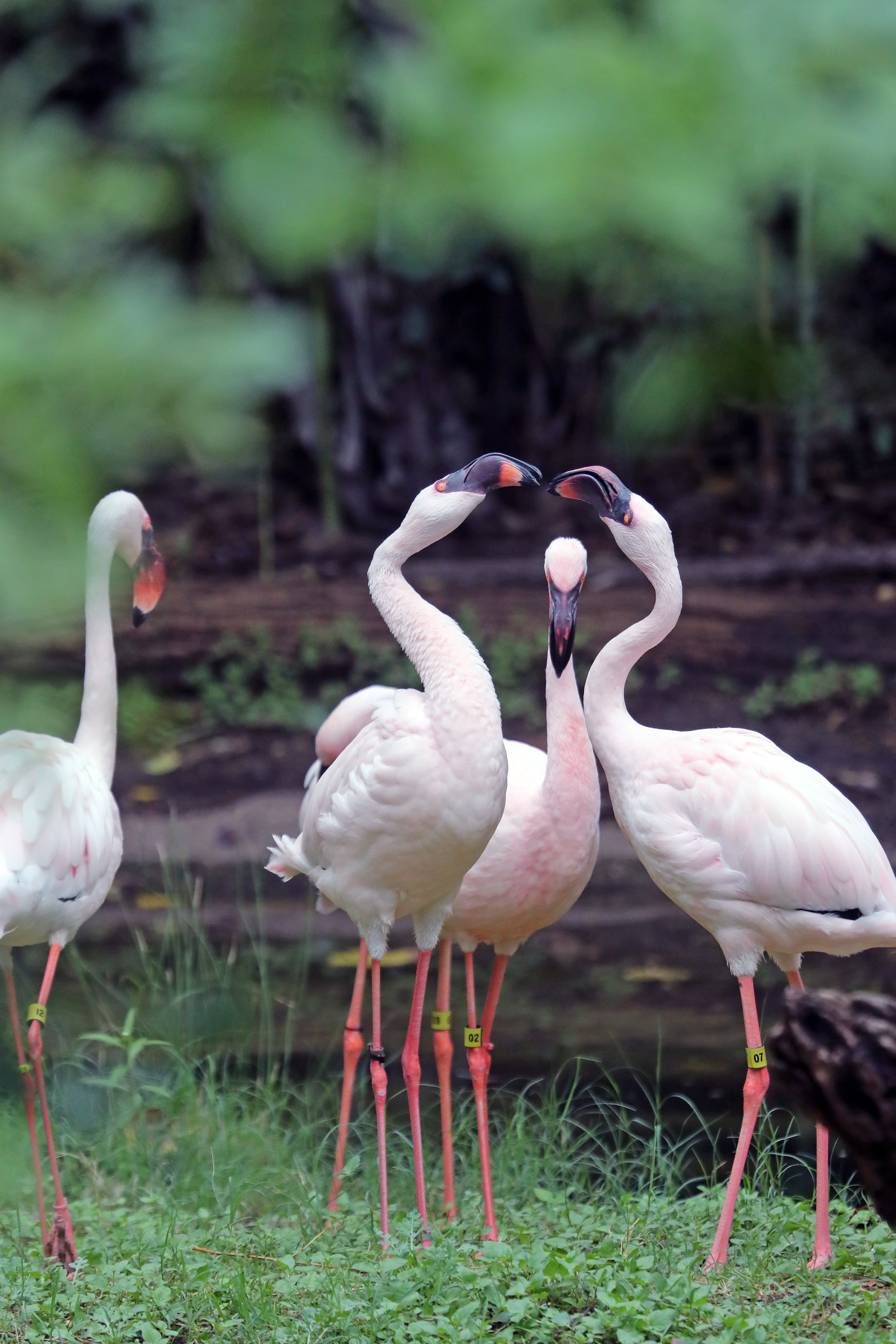 flamingo love