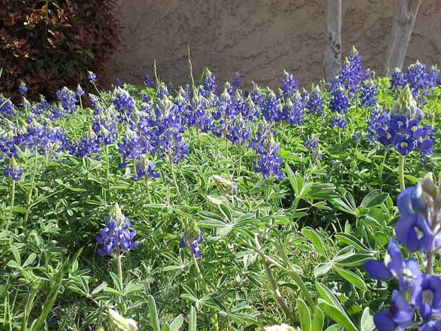 Fort Davis, Texas