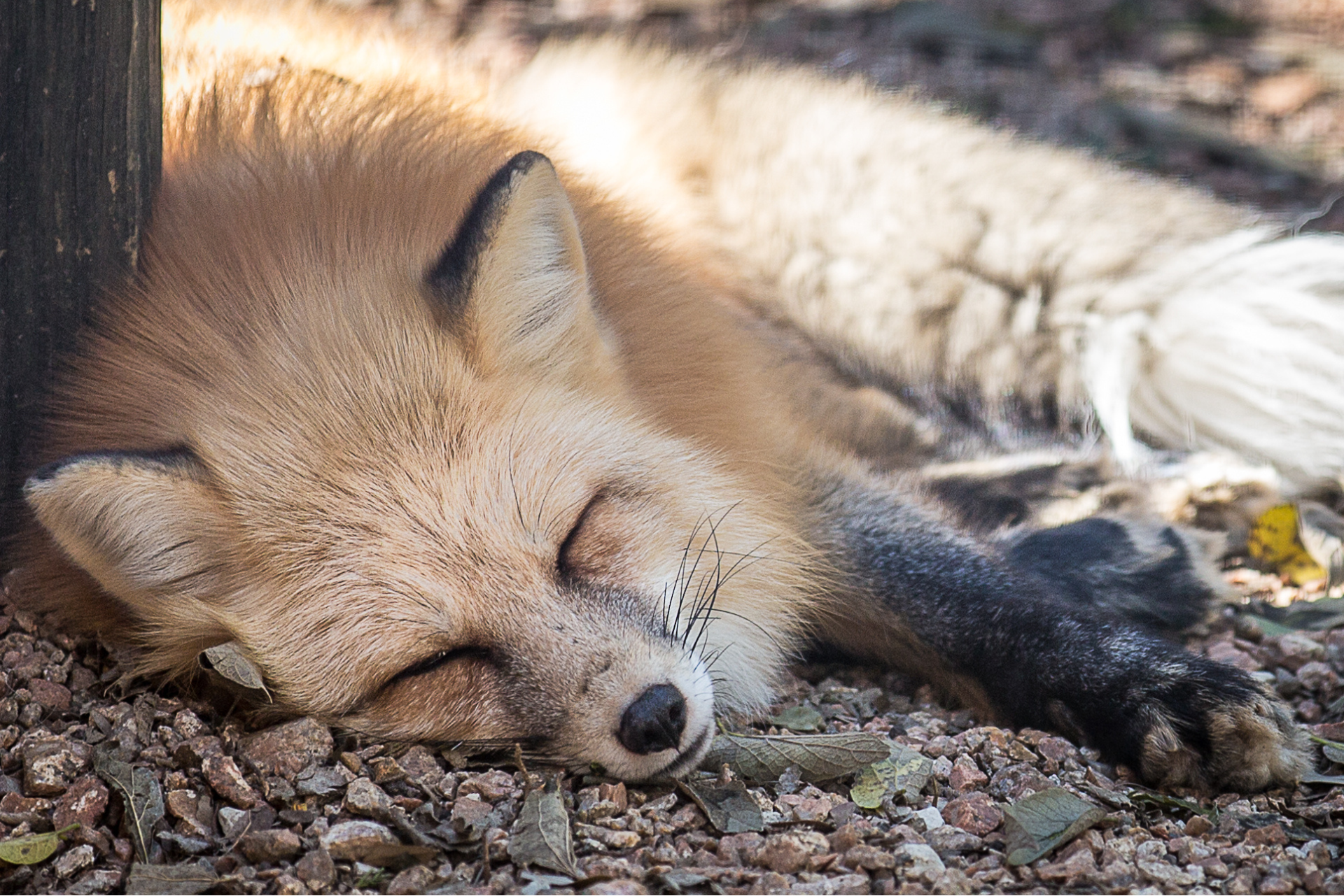 fox austin zoo