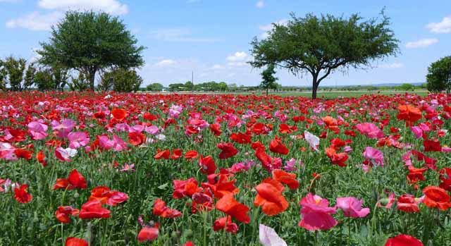 Fredericksburg, Texas