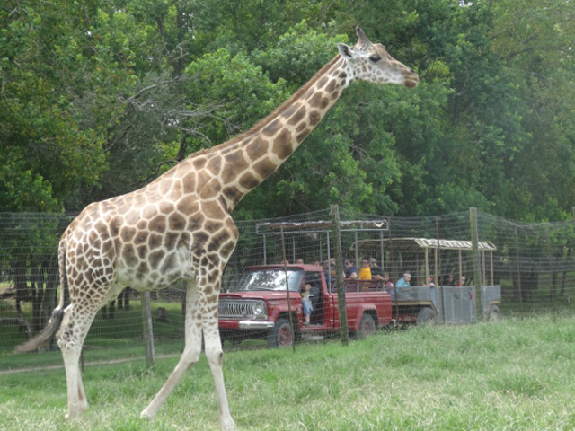 Alvin, Texas