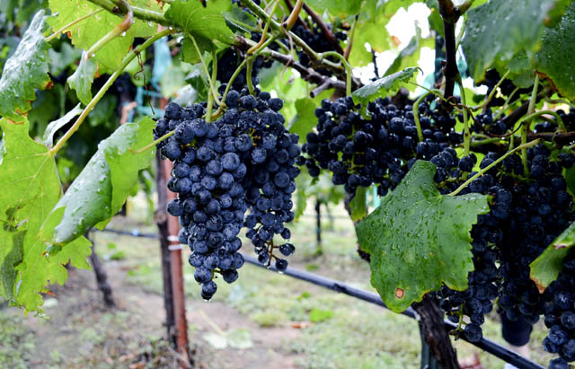 Messina Hof Winery