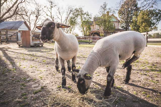 Heritage Farmstead Museum
