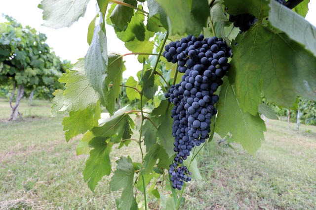 Messina Hof Winery