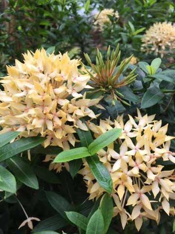 Beaumont Botanical Gardens 