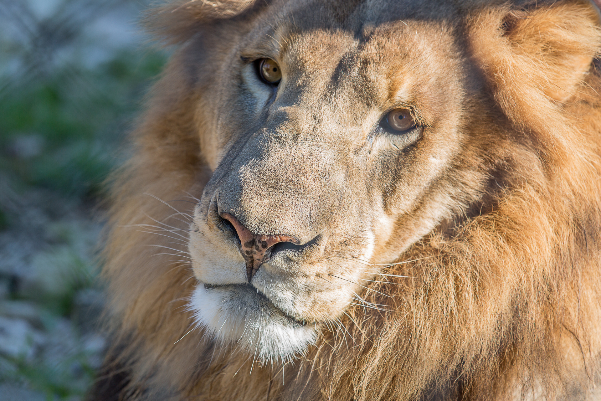 lion austin zoo