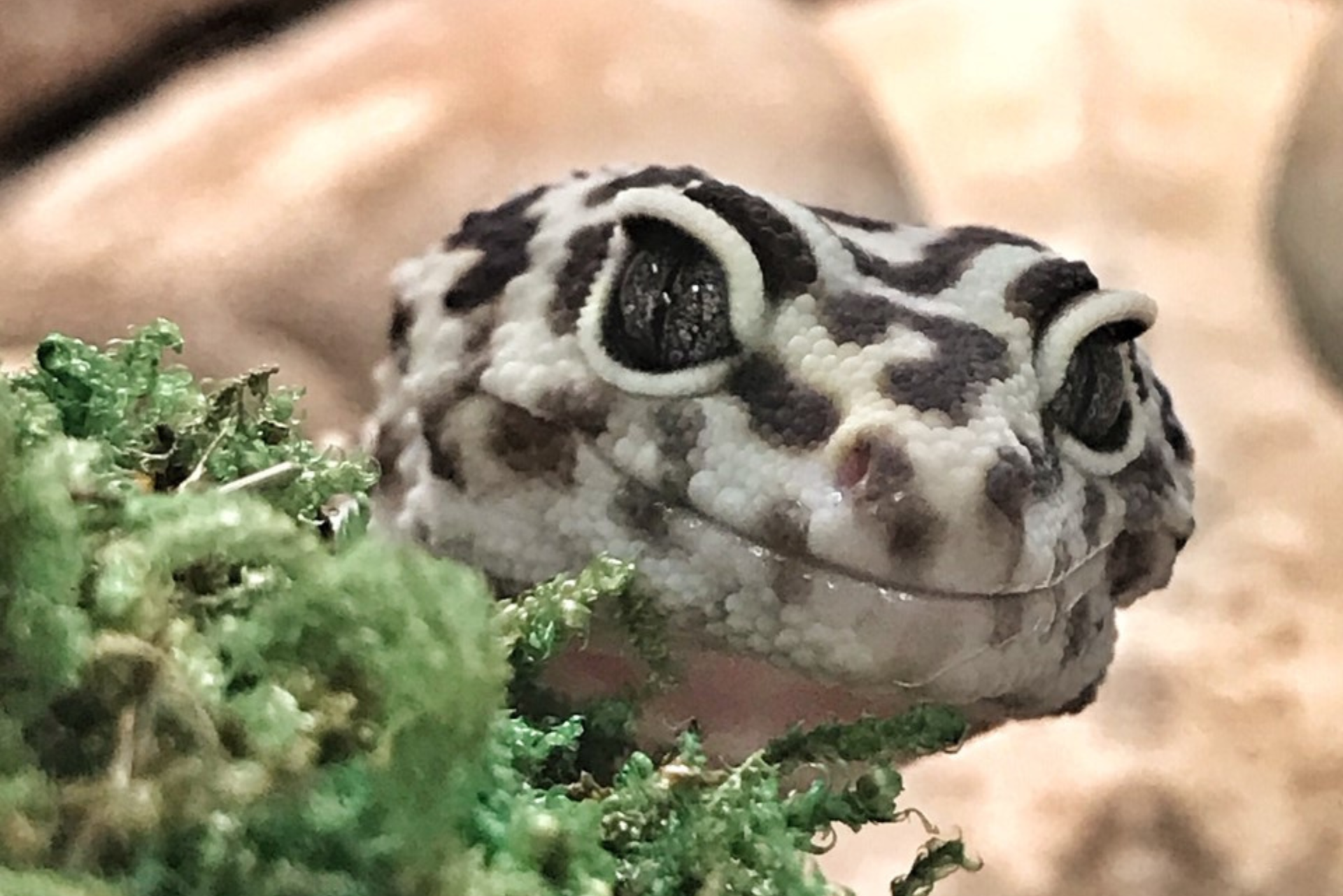 Austin Zoo