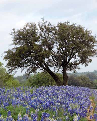 Llano, Texas