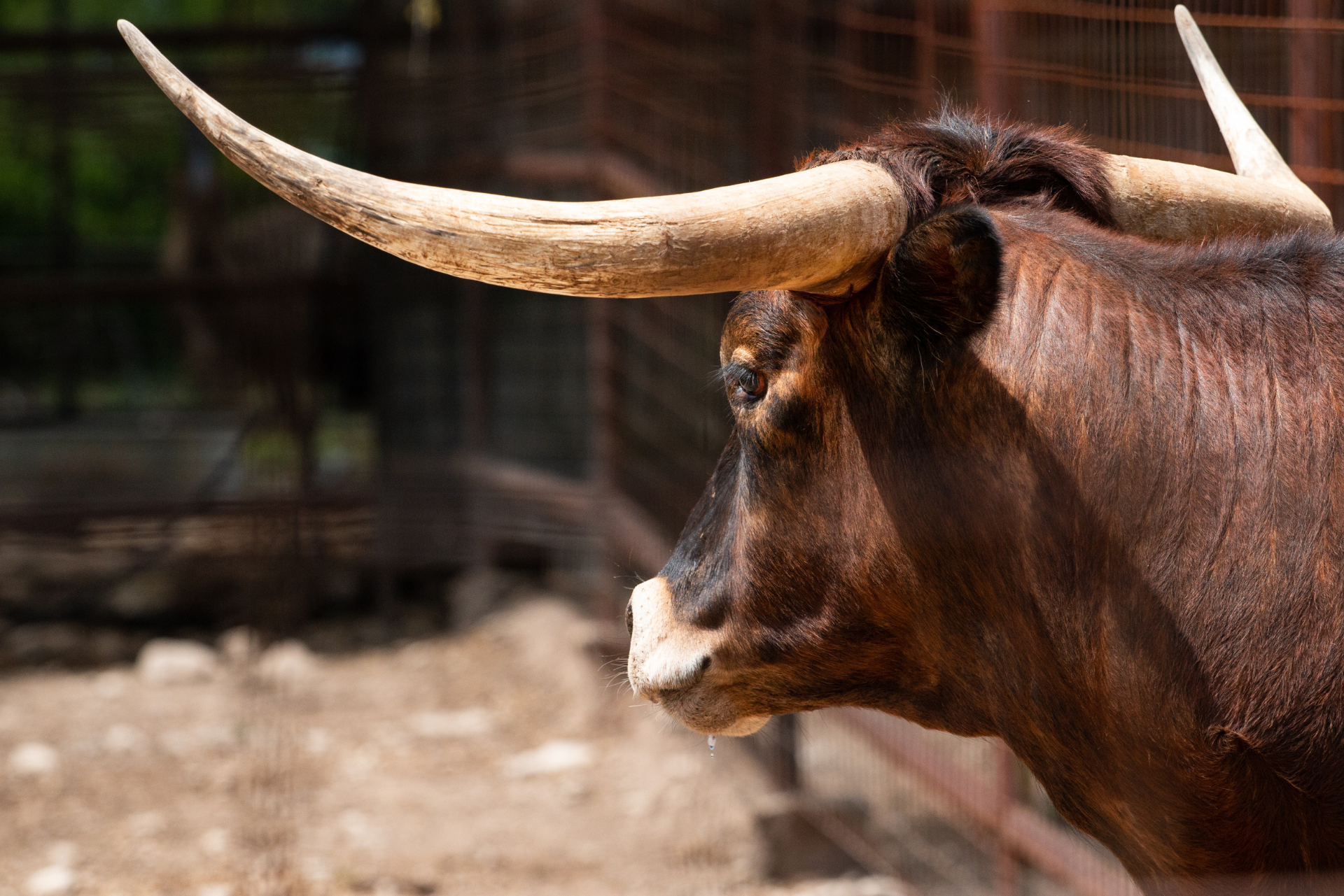 Austin Zoo