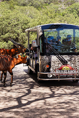 Natural Bridge Wildlife Ranch