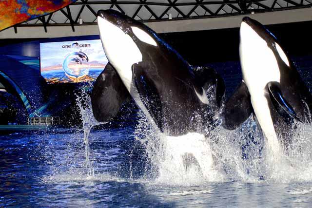 SeaWorld® San Antonio