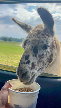 Texas Zoofari Park