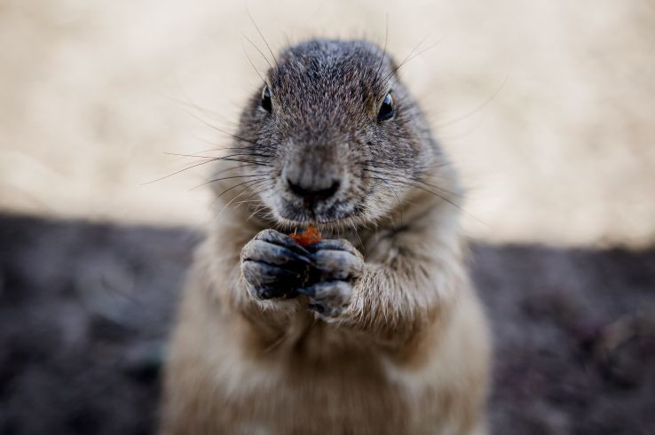 A black-tailed prairie dog stands upright at Prairie Dog Town in Lubbock, holding a piece of food in its paws.