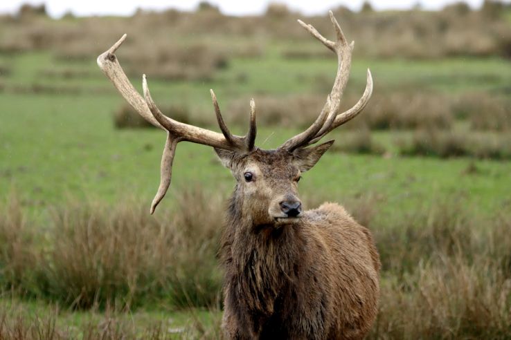 A mature red stag with full antlers stands in an open grassland field, one of the exotic species hunted at MKT Ranch near Gonzales, TX.