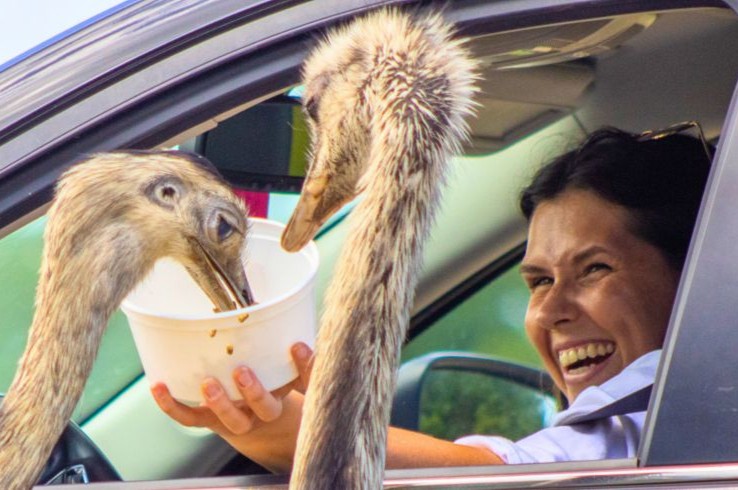 Two rheas reach into a car window to share a bucket of feed from a guest at Texas Zoofari Park's Safari Drive-Thru in Kaufman, TX.