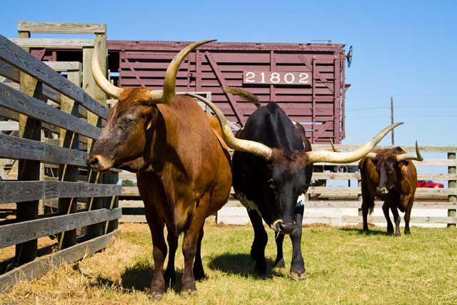 Rosenberg, Texas