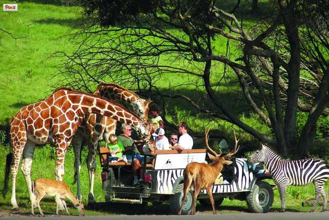 safari in glenrose