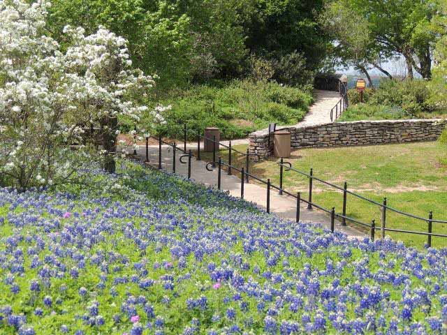 San Antonio Botanical Garden views San-Antonio-Botanical-Gardens-bluebonnets