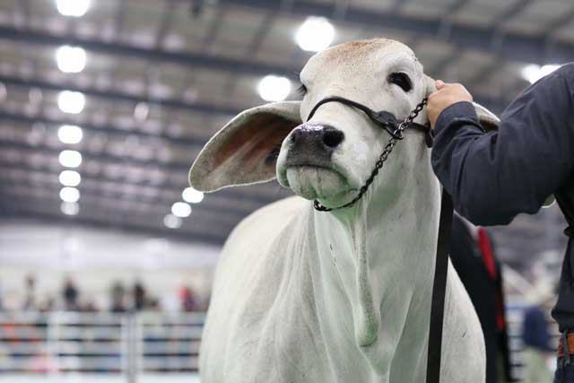 San Antonio Stock Show & Rodeo - FEBRUARY