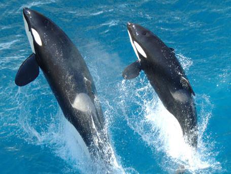 SeaWorld® San Antonio