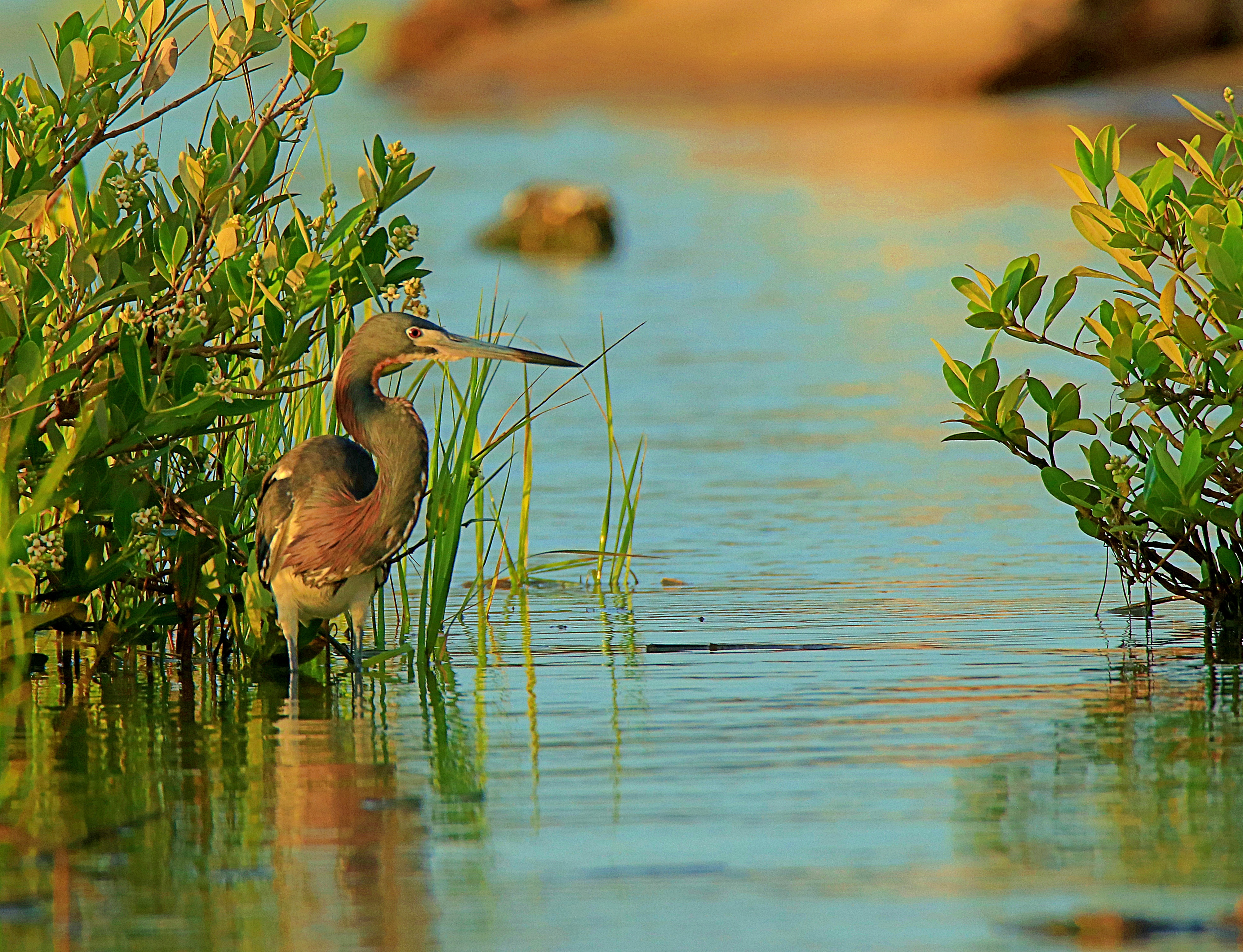 bird watching