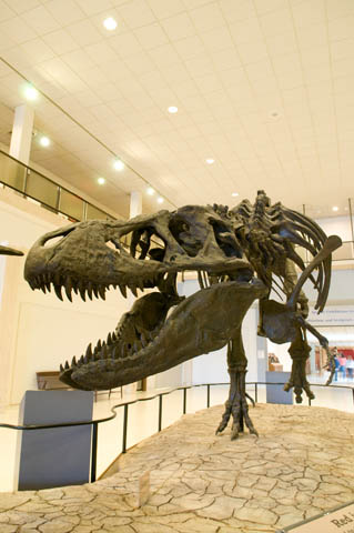 Museum of Texas Tech University