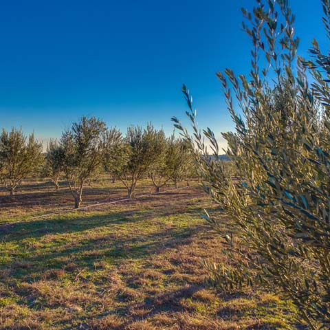 Texas Hill Country Olive Co.