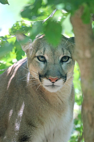 Cameron Park Zoo