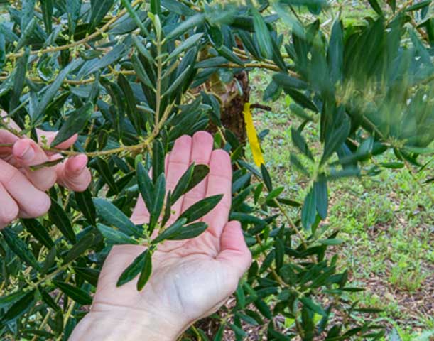 Texas Hill Country Olive Co.