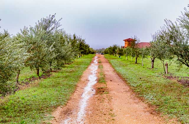 Texas Hill Country Olive Co.