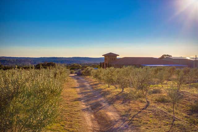 Texas Hill Country Olive Co.
