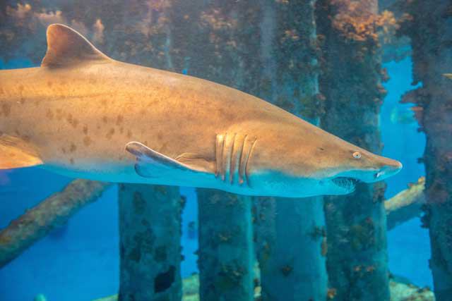 Texas State Aquarium