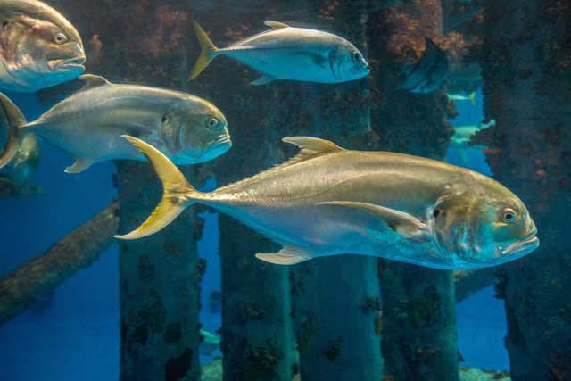 Texas State Aquarium