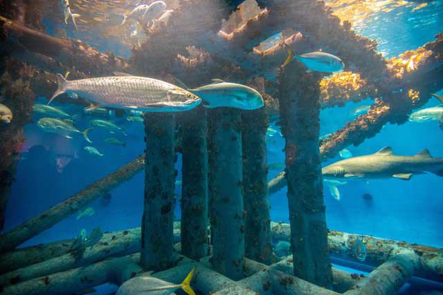 Texas State Aquarium