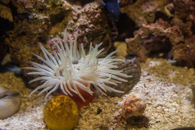 Texas State Aquarium