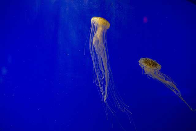 Texas State Aquarium