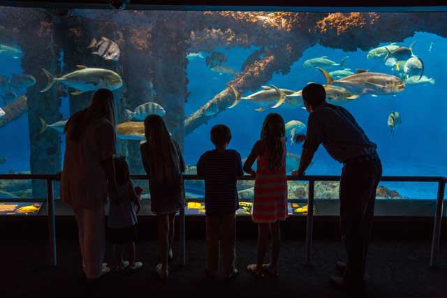 Texas State Aquarium