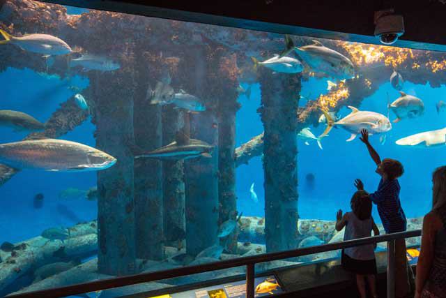 Texas State Aquarium