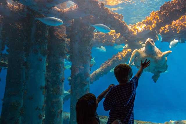 Texas State Aquarium