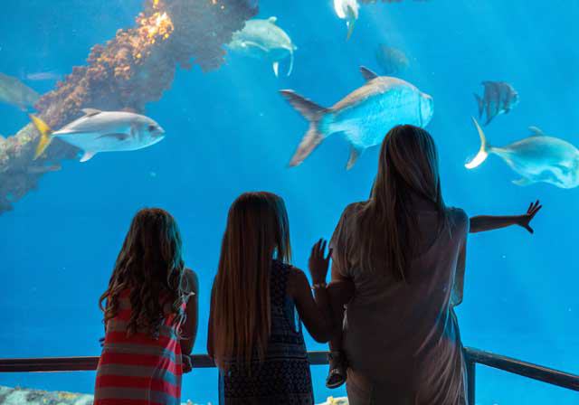 Texas State Aquarium