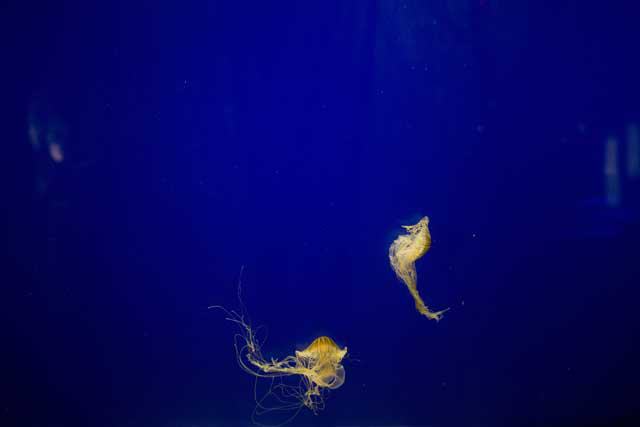 Texas State Aquarium