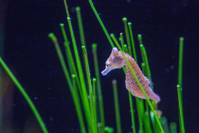 Texas State Aquarium