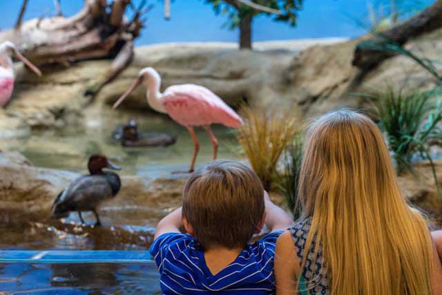 Texas State Aquarium