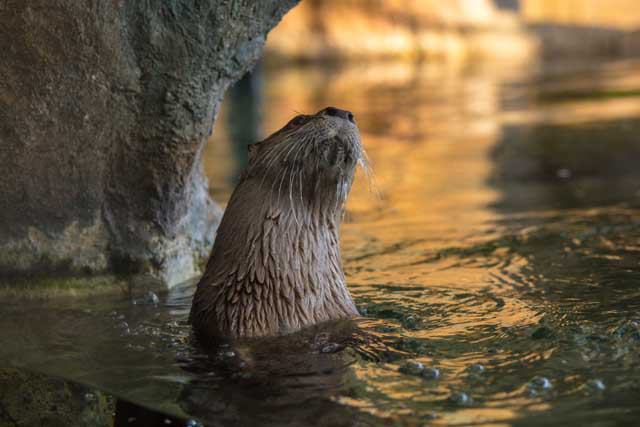 Texas State Aquarium