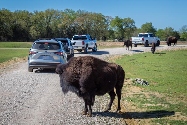 Texas Zoofari Park